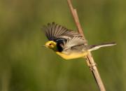 Motacilla citreola