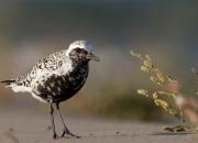 Pluvialis squatarola