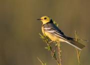 Motacilla citreola