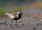 Pluvialis squatarola