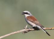 Lanius collurio