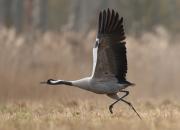 Grus grus