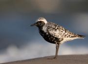 Pluvialis squatarola
