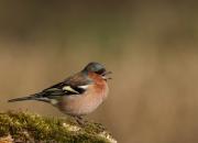 Fringilla coelebs