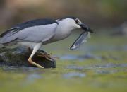 Nycticorax nycticorax