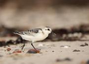 Calidris alba