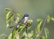 Delichon urbicum