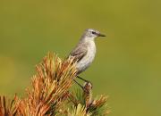 Anthus spinoletta