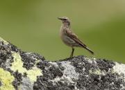 Anthus spinoletta
