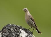 Anthus spinoletta