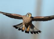 Falco tinnunculus