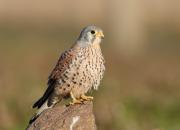 Falco tinnunculus