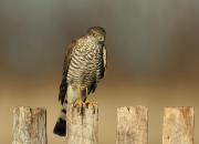 Accipiter nisus