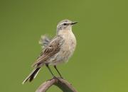 Anthus spinoletta