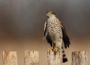 Accipiter nisus