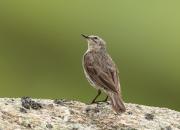 Anthus spinoletta