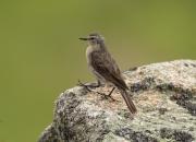 Anthus spinoletta