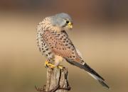 Falco tinnunculus