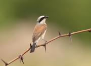Lanius collurio