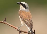 Lanius collurio