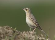 Anthus campestris