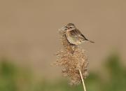 Saxicola rubicola