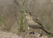 Anthus campestris