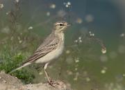 Anthus campestris