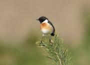 Saxicola rubicola