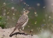 Anthus campestris