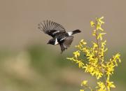 Saxicola rubicola