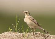 Anthus campestris