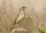 Anthus campestris