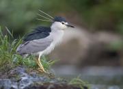 Nycticorax nycticorax