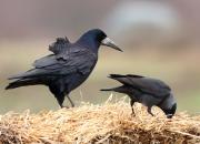 Corvus frugilegus