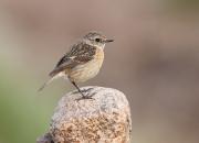 Saxicola rubicola