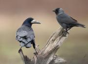 Corvus frugilegus