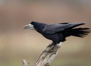 Corvus frugilegus