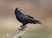 Corvus frugilegus