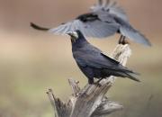 Corvus frugilegus