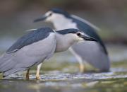 Nycticorax nycticorax