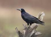 Corvus frugilegus