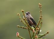 Nucifraga caryocatactes
