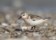 Calidris alba