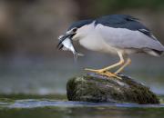 Nycticorax nycticorax