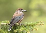 Nucifraga caryocatactes