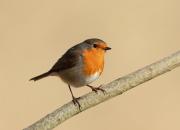 Erithacus rubecula