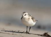 Calidris alba