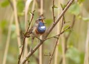 Luscinia svecica