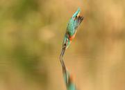 Alcedo atthis